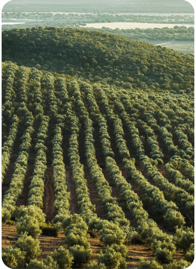 Semia Impatto Zero (17) (1)