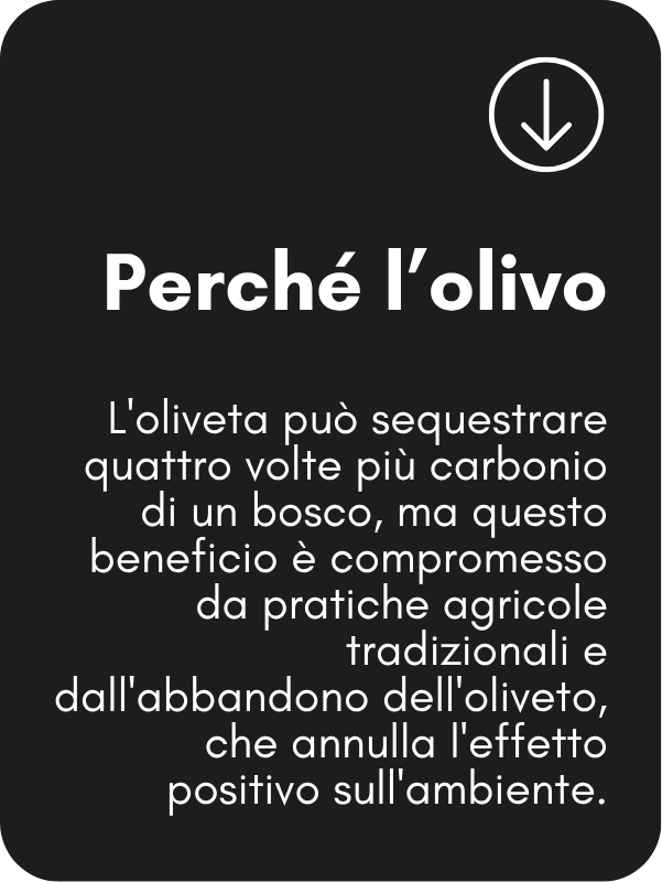 Semia Impatto Zero (20)