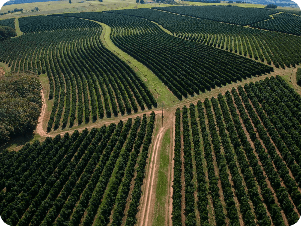 Semia Impatto Zero (21) (1)